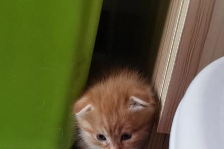 两个月大的猫多久能喂熟