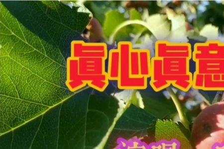 真心真意过一生中文版原唱
