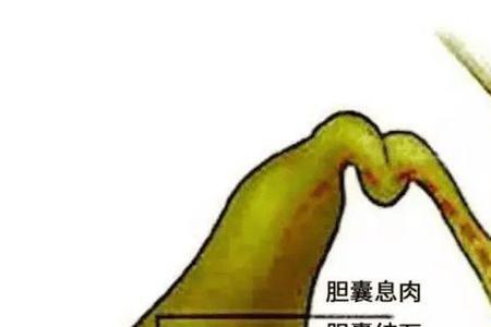 有胆无识什么意思
