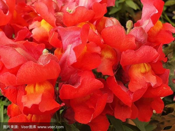 龙嘴花怎样养植