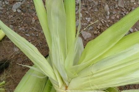 白甜加糯108玉米品种种植区域