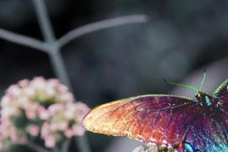 脱茧成蝶下一句是什么