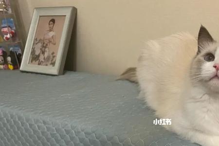 布偶猫只吃罐头怎么办