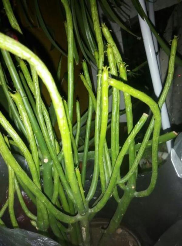 珊瑚樱下雨淹了怎么办