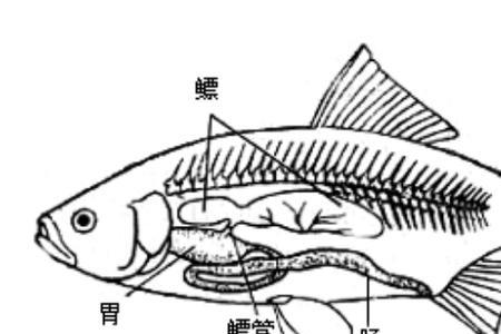 金鱼鱼鳔在什么位置