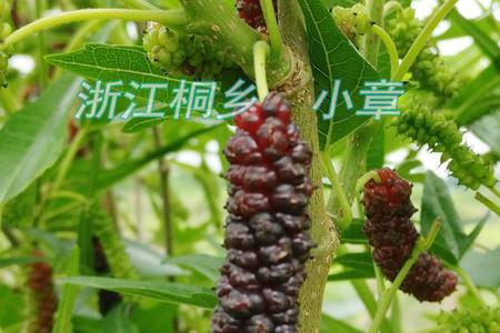 长果桑耐多少度低温