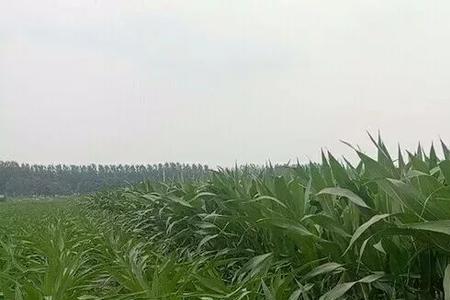 在玉米地里发朋友圈的幽默句子