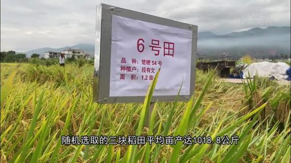 楚粳28和楚粳54哪个米质好一点