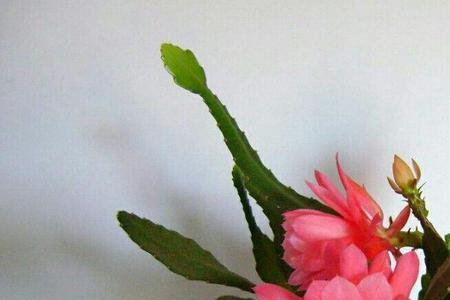 令箭荷花怎么判断侧芽和花苞