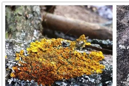 地衣的生长环境和采收时间