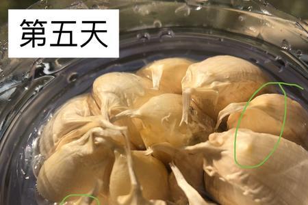 大蒜鼓包还能吃吗