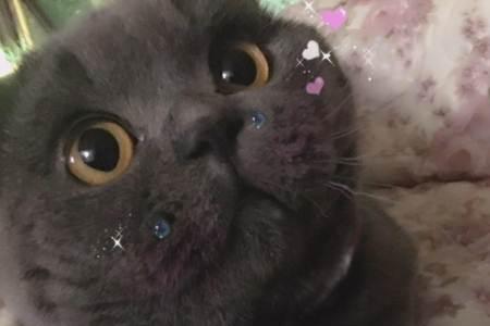 蓝猫有几层毛