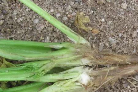 菜烂根的解决方法