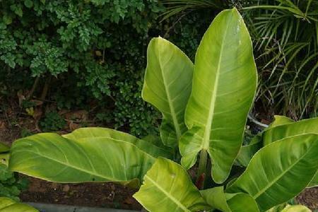 红苞喜林芋叶片起黄斑怎么办