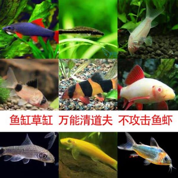 清洁鱼缸哪种鱼最好