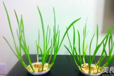 水蒜苗种植教程