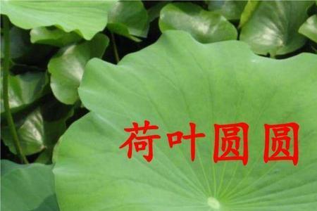 荷叶圆圆像什么补充句子