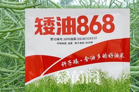 中油811油菜种怎么样