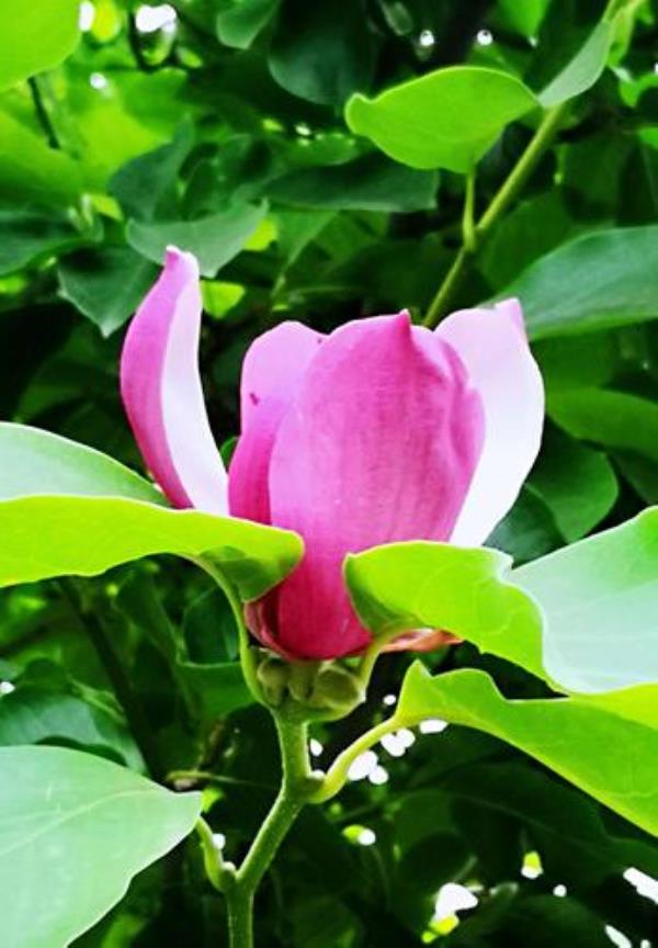 人间六月芳菲尽全诗解释