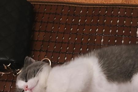 猫咪出生多久可以判断品相
