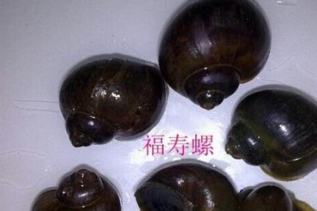 滩螺和福寿螺的区别