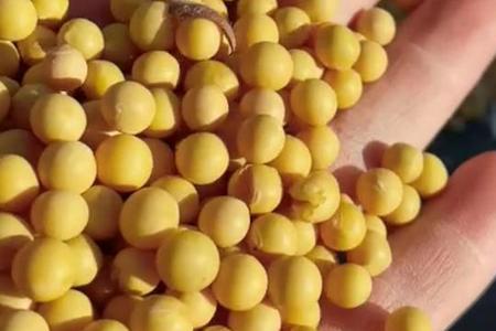 东升9号大豆品种介绍