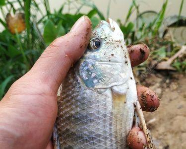 心圩江鱼能吃吗