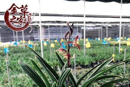墨兰达摩冠开花图片