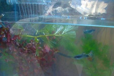 鱼缸里鱼一死一蔫怎么办