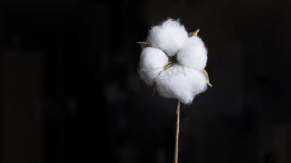 一朵棉花的重量