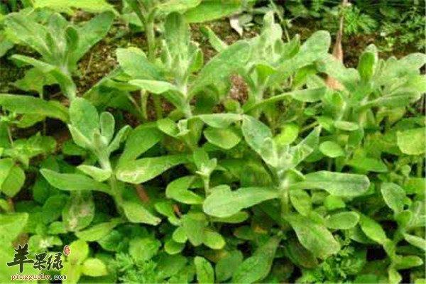 面条菜和清明菜是同一种菜吗
