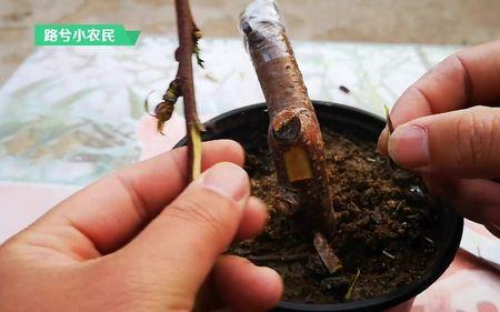 7月份嫁接桃树几天成活