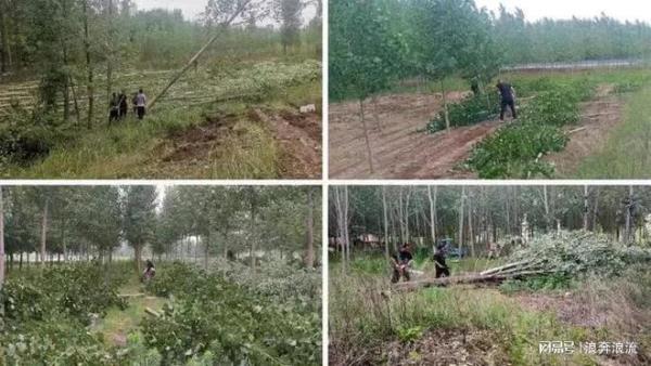山东退林还耕地最新政策