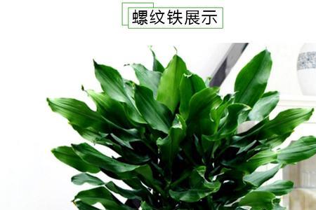 螺旋铁叶子嫩怎么办