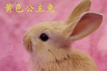 一只成年肉兔出多少肉