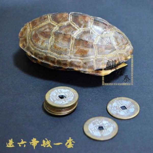 乌龟壳量词