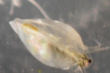 水蚤和丰年虾养一起会怎么样
