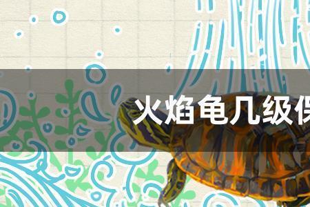 火焰龟需要证书吗