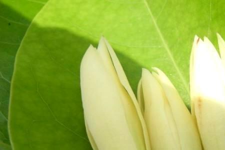 缅桂花为什么不开花了