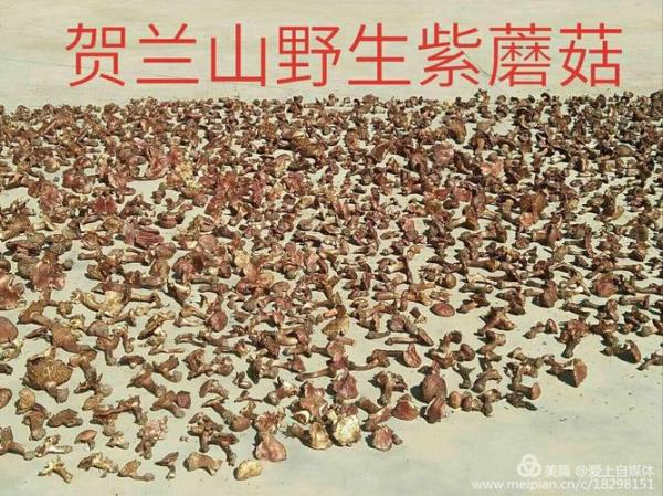 贺兰山蘑菇多少一斤