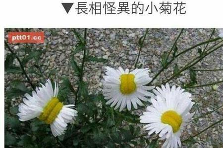 动人工使植物变异的利弊