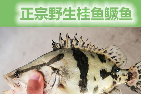 鲜活的桂鱼能放冰箱几天