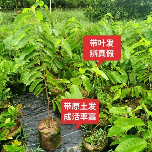 番荔枝的嫁接要用哪种枝来接