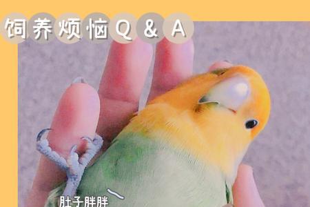 鹦鹉螺咬人怎么办