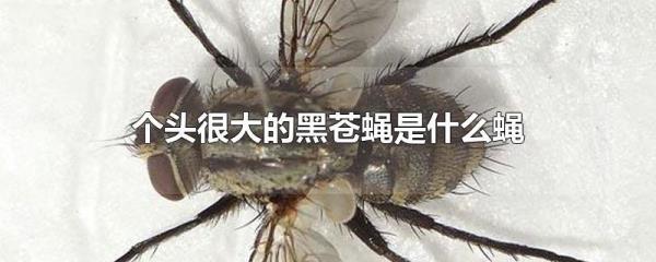 巨型人皮蝇是什么