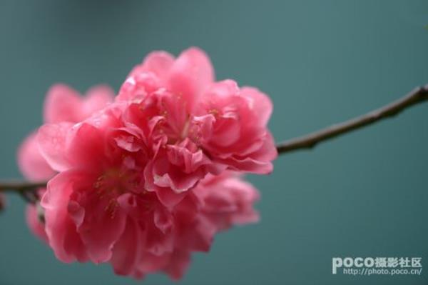 桃花赋全文意思