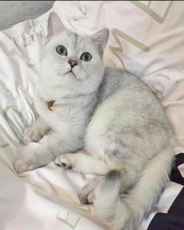 银渐层种公猫的标准