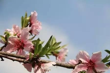 一串串的桃花像什么