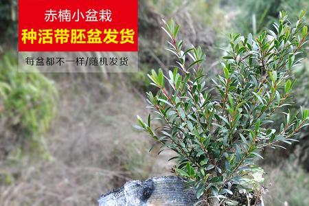 网购小赤楠怎样缓苗