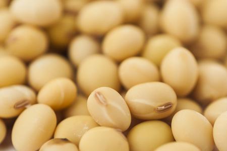 东北大豆的优点和缺点